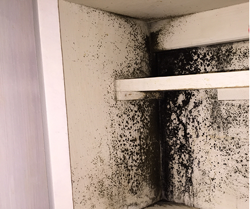 Wall covered with black mould.
